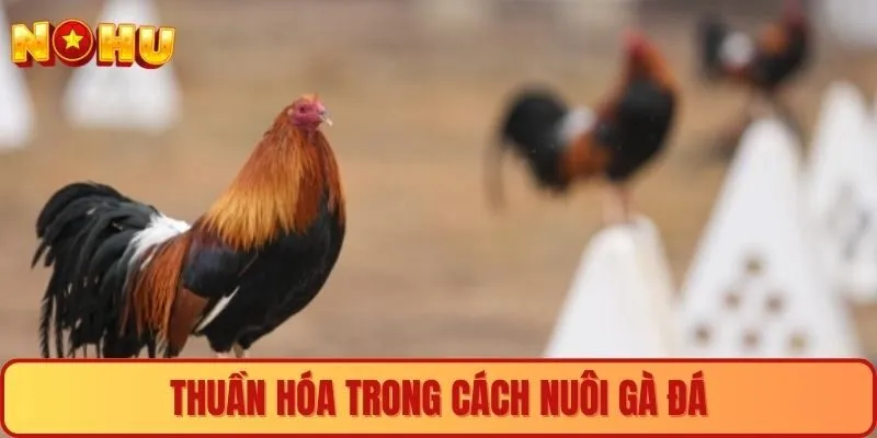 Thuần hóa trong cách nuôi gà đá 